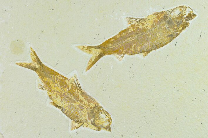 Pair of Fossil Fish (Knightia) - Green River Formation #131164